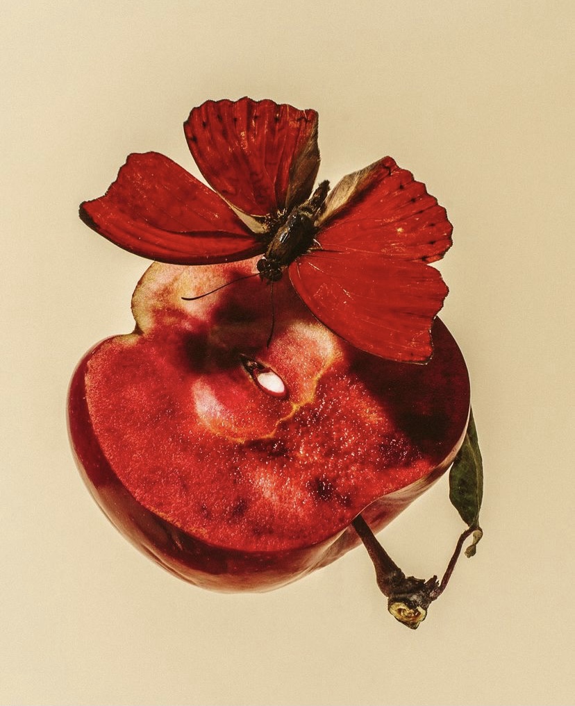 CuriousAntCrew's tweet photo. #curiousant can't get enough of #photographer William Mullen's work, which we discovered via @fruitassembly! See more from William here > https://t.co/GNkJeoynDN

#PhotoOfTheDay #contemporaryart #NaturePhotography https://t.co/j7t2YfFa1n