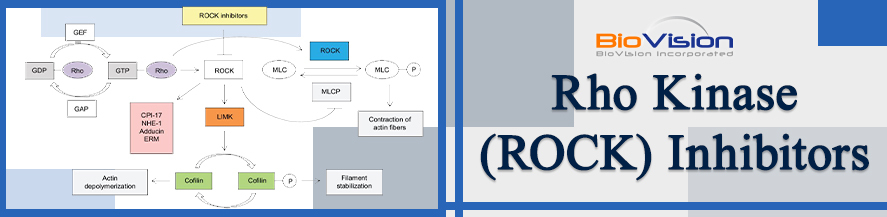 BioVision_Inc's tweet image. Rho-associated protein kinases (ROCKs) are enzymes that phosphorylate Serine/Threonine residues on various cytoskeletal proteins involved in modulating the shape (morphology, polarity) and movement (motility, contractility) of cells. Learn more: hubs.ly/H0ZM4H50