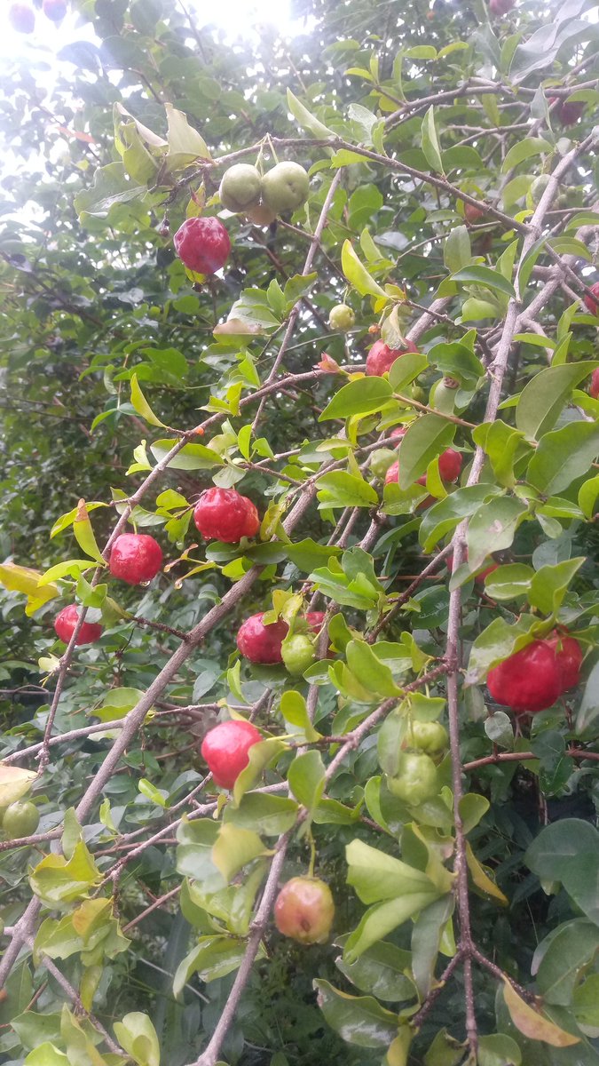 assis2t's tweet photo. Vamos de suco 😉 https://t.co/ubUHyXwMwC