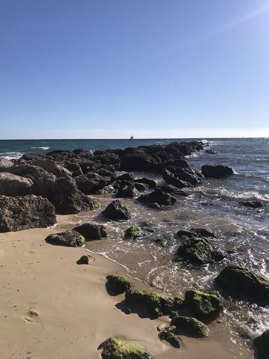 belviderefondo's tweet photo. Palma in the glorious autumn sun https://t.co/Huj0CCCdQ9