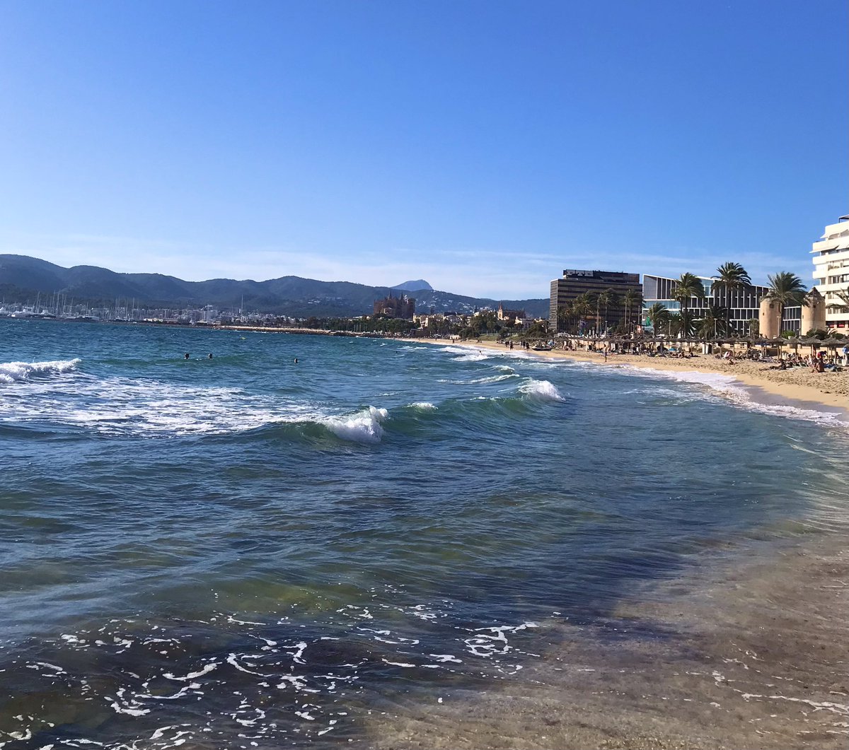 belviderefondo's tweet photo. Palma in the glorious autumn sun https://t.co/Huj0CCCdQ9