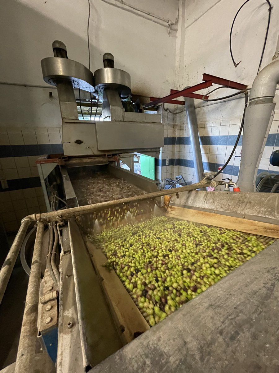 The #Aisthisi olives have been harvested from the trees today and are currently at the mill being processed into oil!

We are sharing even more updates in our discord! 🌳

discord.com/invite/HNhDTMT…

#nft #nftcommunity #oliveoil #evoo