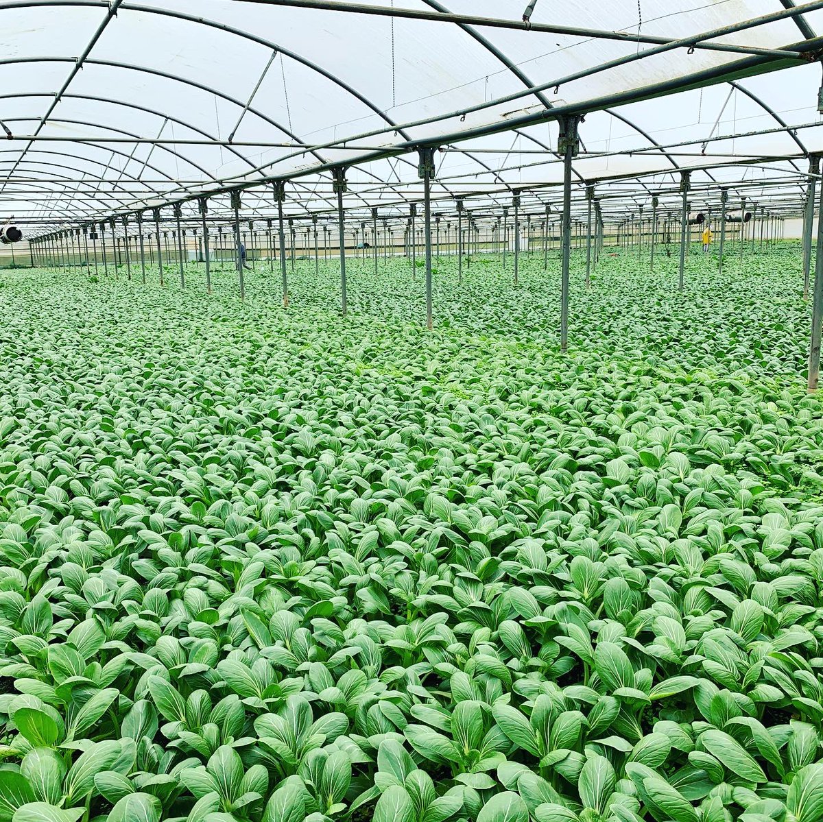 Agronomysilvers's tweet photo. Avoiding the rain today and crop walking indoor Pak Choi βοΈβοΈβοΈ happy to report they are looking very well indeed @AgriiUK #indoorcrops #chinesecabbage #avoidingtherain https://t.co/QcQ8Jt741j
