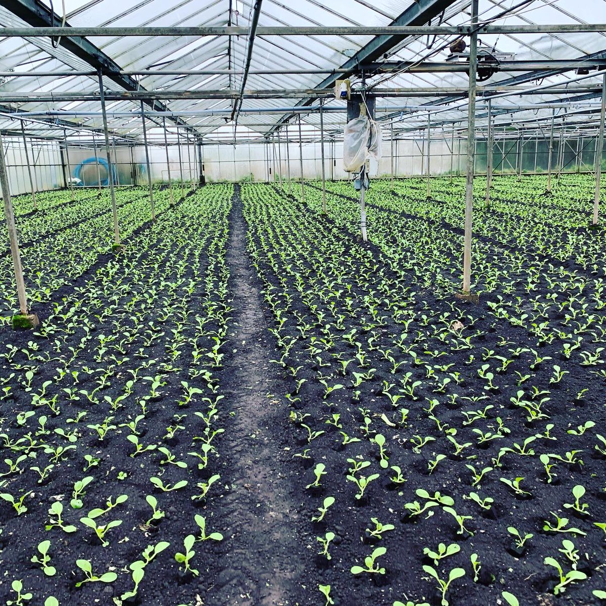 Agronomysilvers's tweet photo. Avoiding the rain today and crop walking indoor Pak Choi βοΈβοΈβοΈ happy to report they are looking very well indeed @AgriiUK #indoorcrops #chinesecabbage #avoidingtherain https://t.co/QcQ8Jt741j