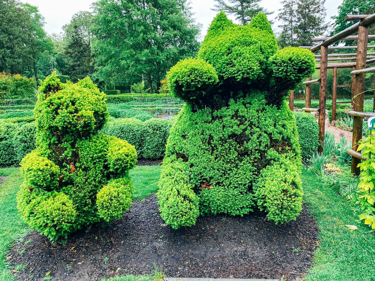 JourneyWJBlog's tweet image. Mama🐻 and Baby🧸 ➡️ ON THE BLOG, I’m sharing more wonders of the Green Animals Topiary Garden.  bit.ly/greenanimals

#animals #greenanimals #greenanimalstopiary #greenanimalstopiarygarden #topiary #garden #newportmansions #portsmouth #newport #rhodeisland