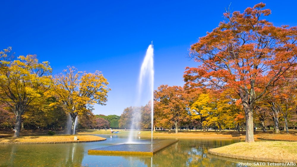 japan's tweet photo. Today in 1967, @ParksYoyogi opened. Part of the #OlympicVillage during the #Tokyo1964Olympics, roughly 1/3 of this 54 ha park near #HarajukuStation is covered with beautiful trees. Full of scenic delights, it is an oasis in bustling central Tokyo. https://t.co/l5yrXcdpXS