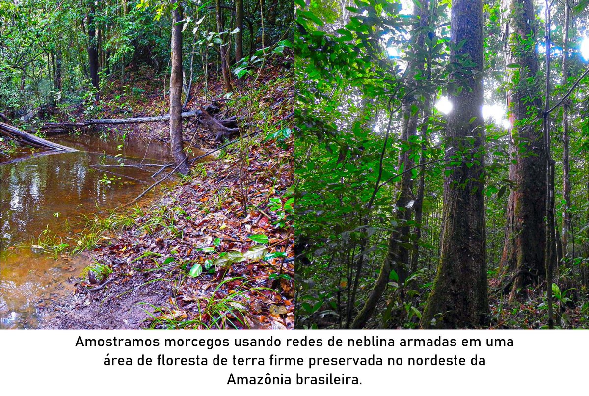 Ferreira_MF2's tweet photo. #CMBT2 #EcoComun Afim de investigar como a distância para o corpo de água mais próximo, altitude, estrutura da floresta afetam os principais componentes da diversidade alfa e a predominância de alguns traços funcionais (massa média, aspecto e carga da asa e nível trófico) 🦇 https://t.co/Ul94OoBOIl