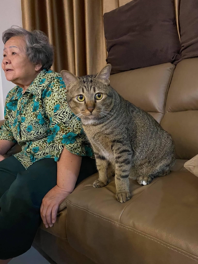TranslatedCats's tweet photo. Bigger than a grandma. https://t.co/cjHDEiuXIA