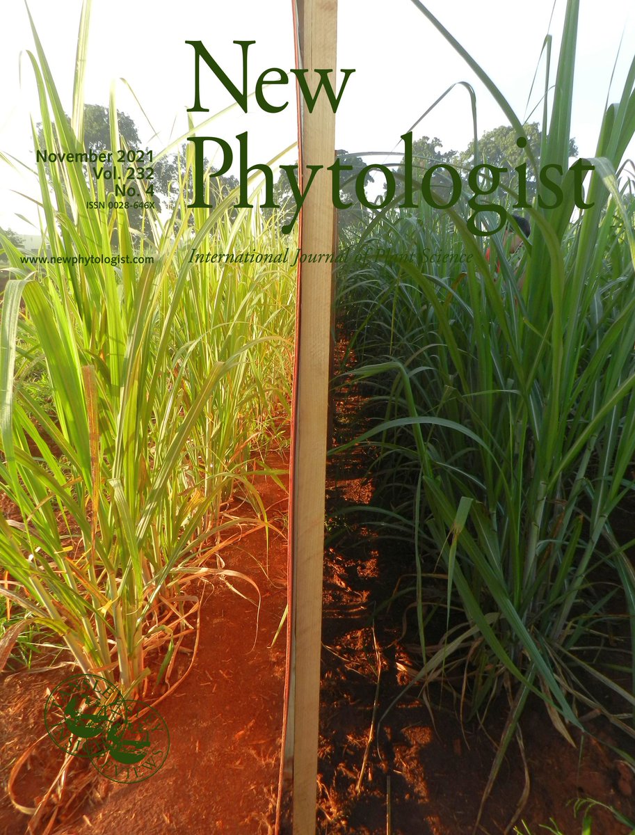 NewPhyt's tweet photo. New issue #NPCover shows a wooden wall shading sugarcane in the field at dawn. The resulting changes delay the circadian clock of the shaded plants. Photo: @luizalbd
Read more about the work behind the cover in the article by Lane de Barros Dantas et al. https://t.co/oqqJUZI8hy https://t.co/RKIVpFlzNV