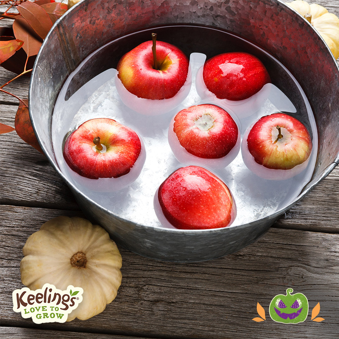 Playing a game of bobbing for apples this Halloween? Here's why apples can float: They're made up of 25% air! 🍎

#FunFacts #AppleFacts #BobbingforApples #KeelingsApples