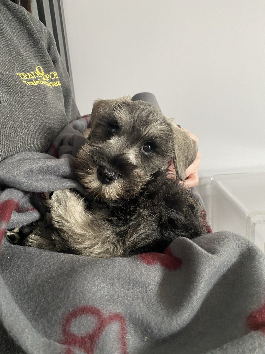 ellieoconnor98's tweet photo. @OfficialPLT #PLTPets https://t.co/wozBYZckLg