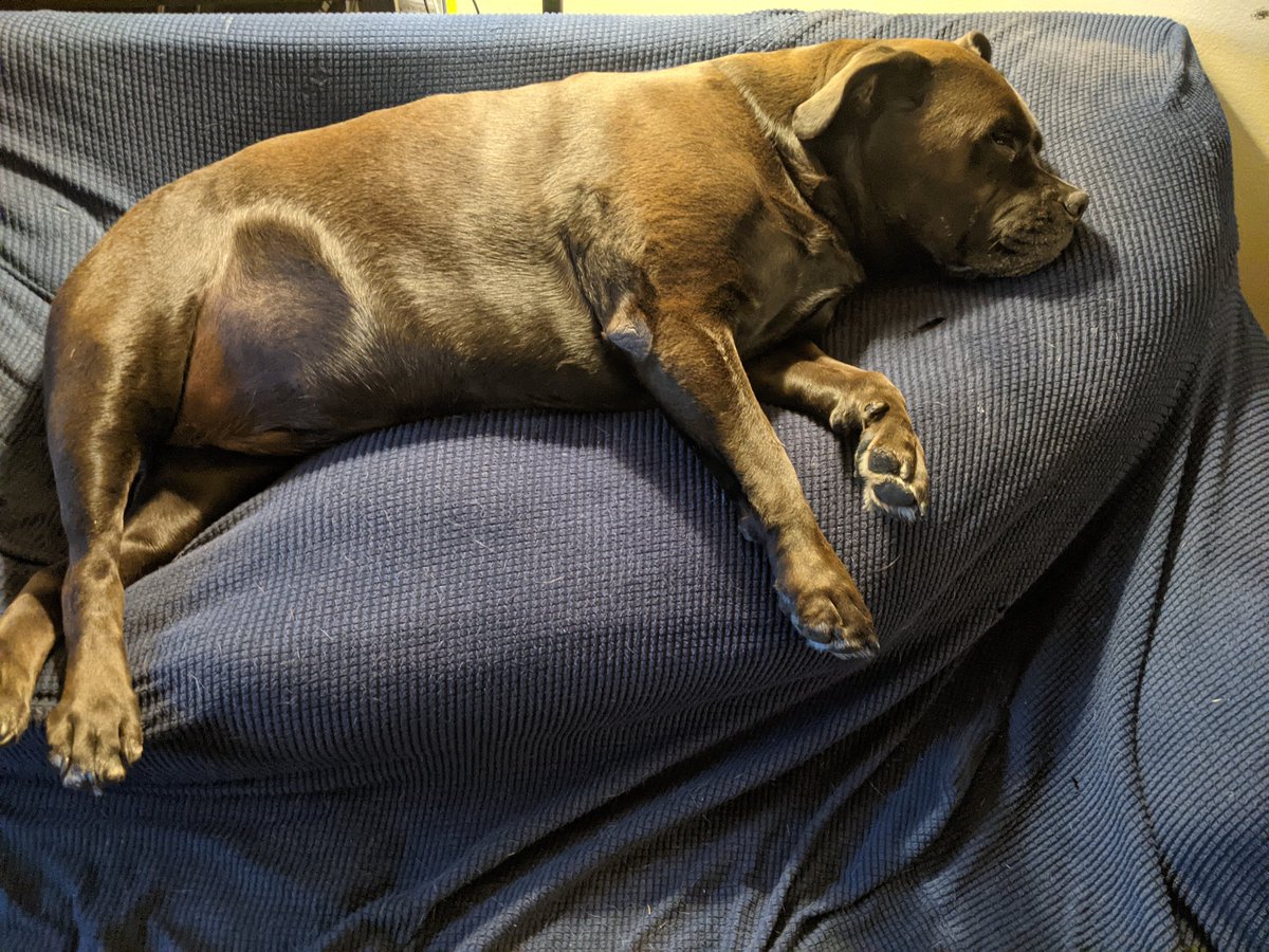 teby123's tweet photo. Have fun "rising" and "shining". I'm more of a snoozle and snore kinda gal.
#LazyBum #Snoozles #RescueDogLife❤️ #BooToBSL https://t.co/u5xBjjlPIT