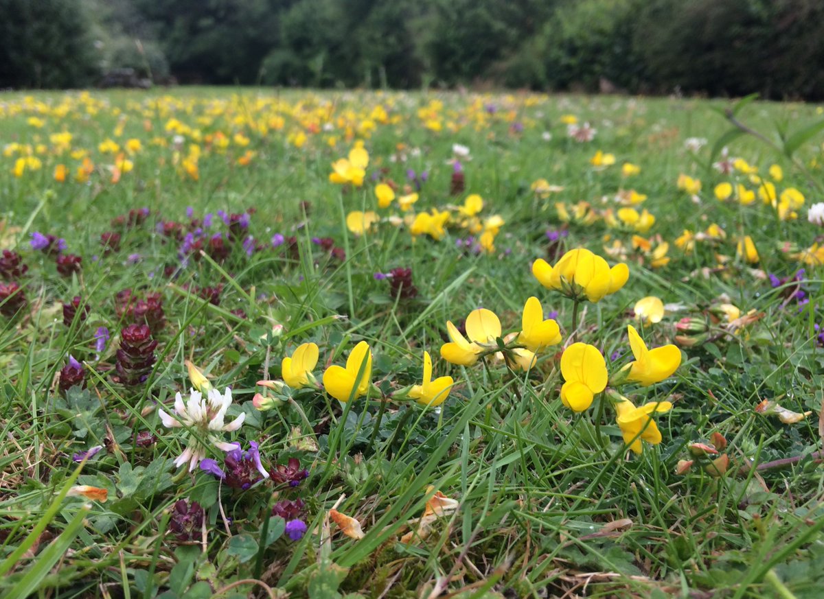 Love_plants's tweet photo. Thread: Plantlife's #FallIntoNature online talk on the value and vulnerability of 'grasslands is now underway and we will be tweeting along here.
First up is @BumblebeeTrust CEO @perkins58 who is introducing the #GrasslandsPlus campaign ahead of #Cop26 https://t.co/HHNzI8Gjm5 https://t.co/lXJGhLM4JM