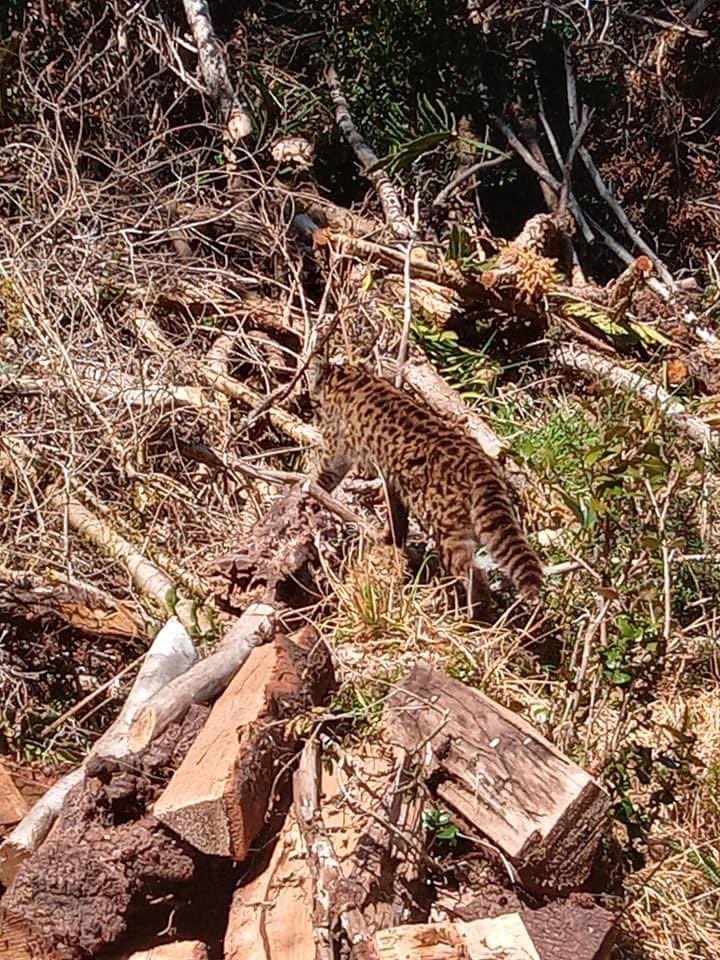 DefendamsChiloe's tweet photo. ✅! Por favor cuídenlos ! 
Hermoso GATITO GUIÑA 🐈 apareció hoy en cercanías de #Ancud #Chiloé. 
👉🏻Protejamos nuestra Fauna Silvestre Chilota
@faunanimo @FelinosChile @Chiloesilvestre https://t.co/KlBDXsKcvV