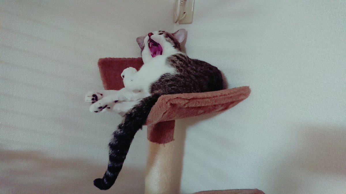 おやすみなさいにゃ🐱