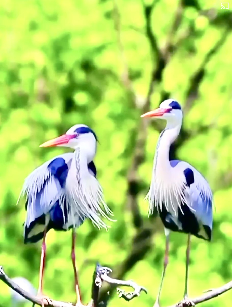 BascosRogelia's tweet photo. Beak to  beak...long enough!🌿💞🌿 https://t.co/DwZn0WbFpI