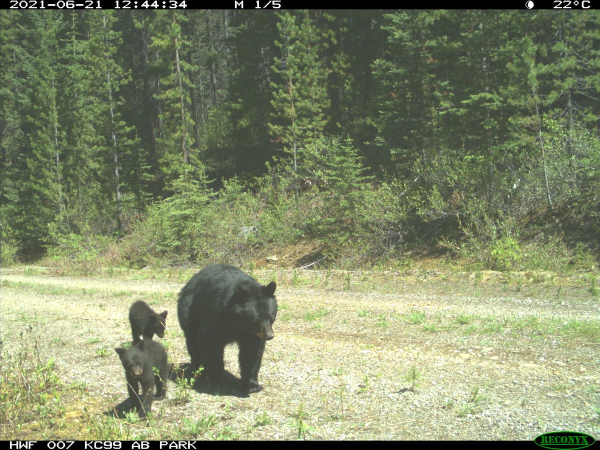 Albertaparks's tweet photo. Say cheese😃! Park ecologists use remote wildlife cameras in carefully placed areas to monitor wildlife patterns &amp; assist in research. These infra-red motion triggered cameras are an excellent way to learn more about the wildlife with minimal human interference. https://t.co/q1Av5xv2AX