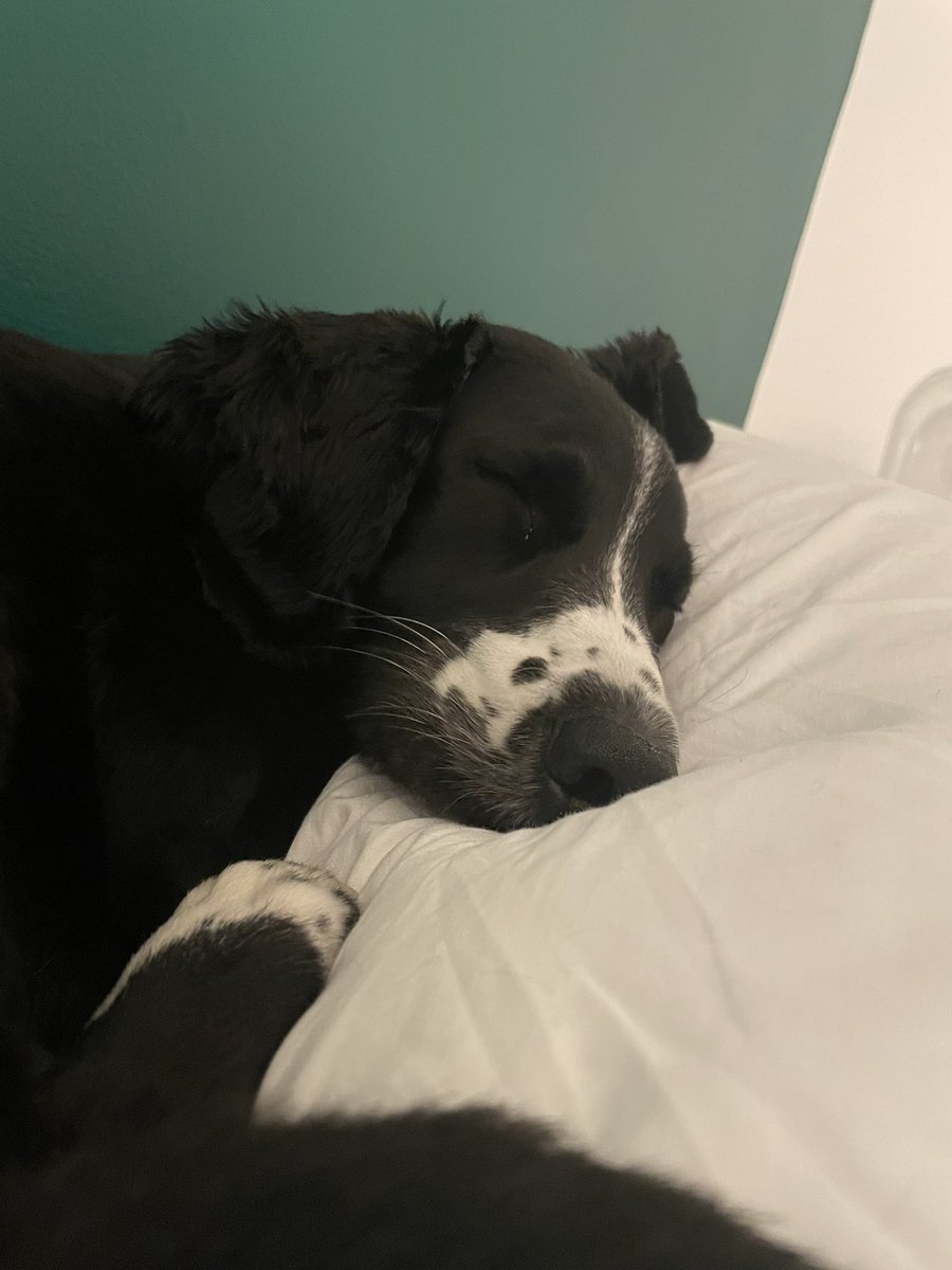 katiegrogan_'s tweet photo. @OfficialPLT #PLTPets my gorgeous boy dexter, usually the happiest of souls but recently had lots of surgery on his little paw and definitely feeling sorry for himself 🥺❤️ https://t.co/WVIbR4LoB3