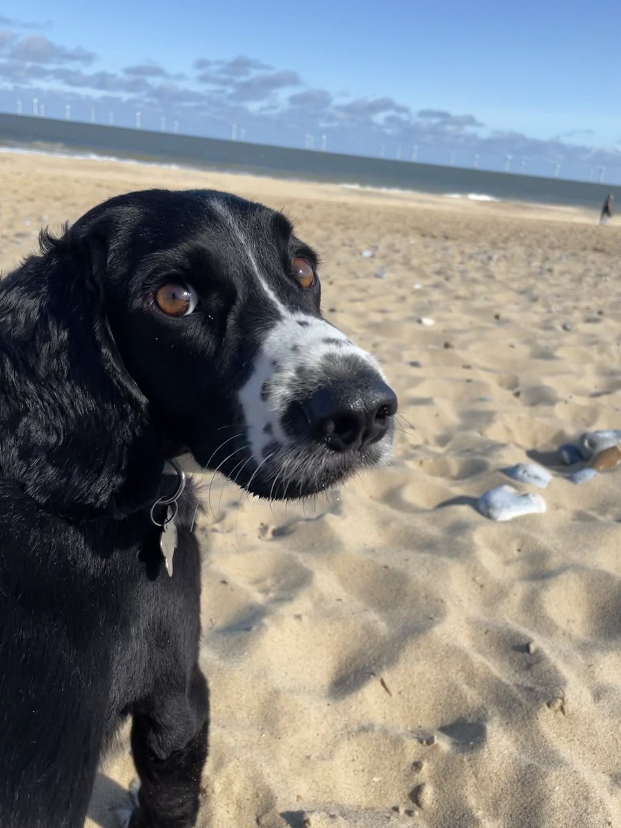 katiegrogan_'s tweet photo. @OfficialPLT #PLTPets my gorgeous boy dexter, usually the happiest of souls but recently had lots of surgery on his little paw and definitely feeling sorry for himself 🥺❤️ https://t.co/WVIbR4LoB3