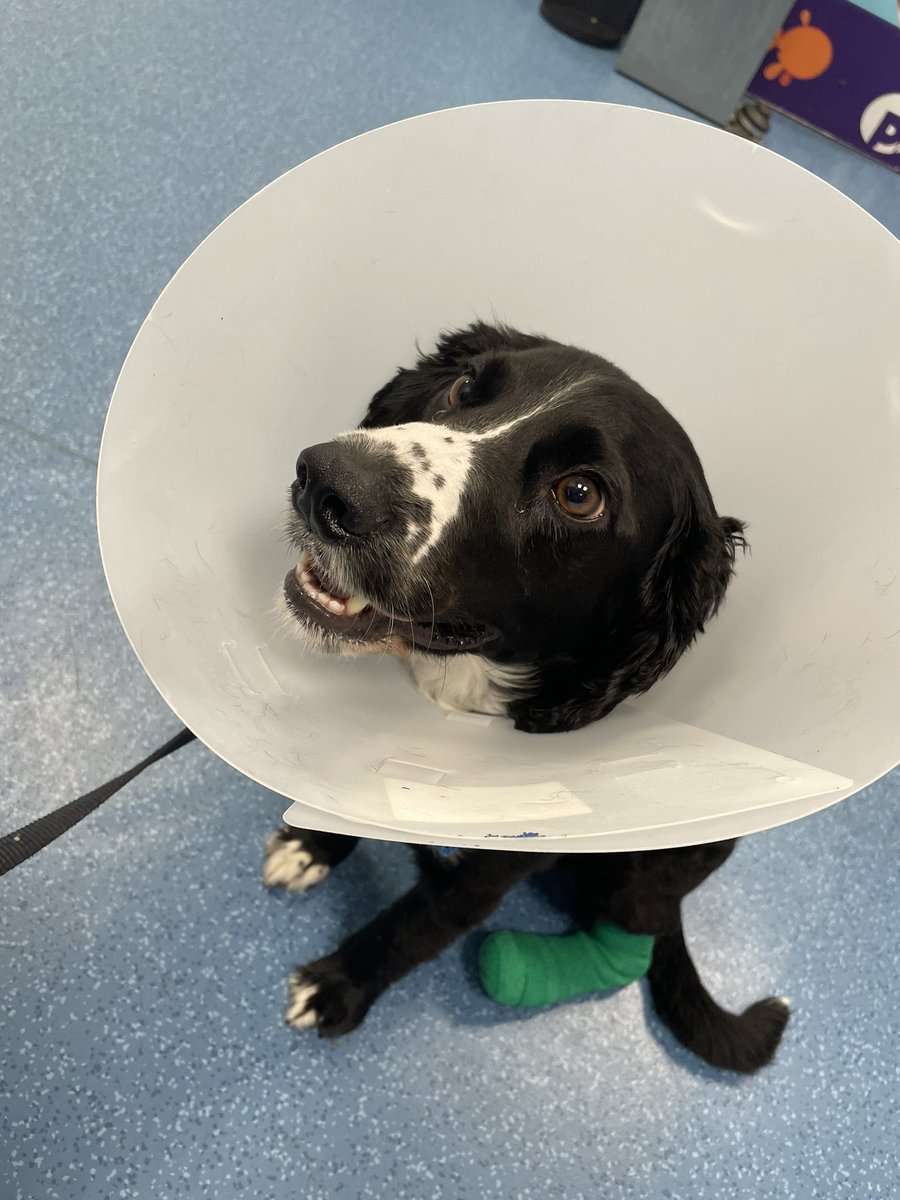 katiegrogan_'s tweet photo. @OfficialPLT #PLTPets my gorgeous boy dexter, usually the happiest of souls but recently had lots of surgery on his little paw and definitely feeling sorry for himself 🥺❤️ https://t.co/WVIbR4LoB3