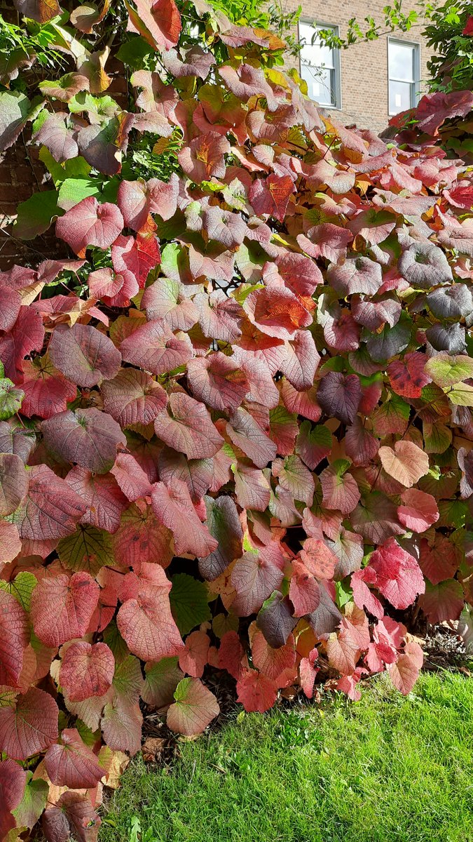 itsPikakshi's tweet photo. Autumn is here with crisp leaves, winds and a little sun. 
#absolutelynofilter
#autumnleaves https://t.co/pBFlhvKjGI