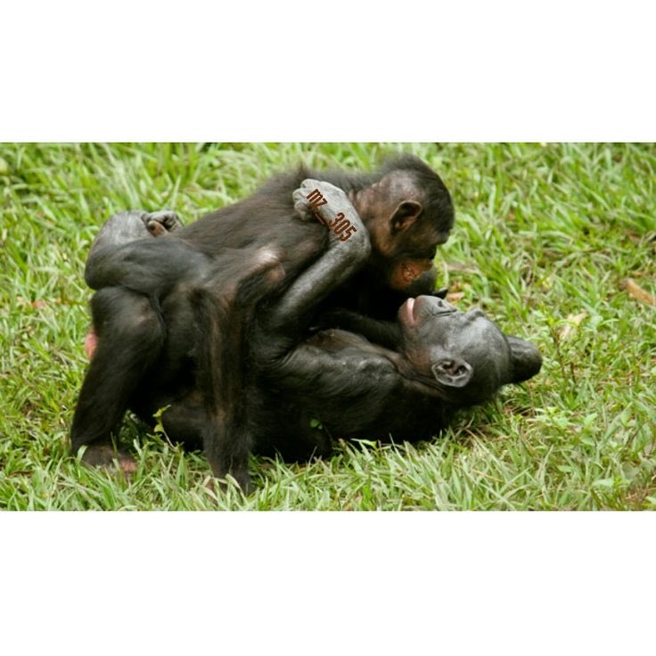 ApeBCs's tweet photo. Happy hump day fellow Apes
@ethergrass https://t.co/JAY8zCqaMG