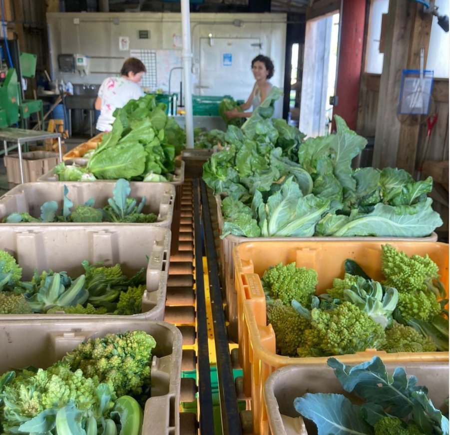 Come see us TODAY 1pm ET at <a href="/UKAgriculture/">University of Kentucky Martin-Gatton CAFE</a> Organic Farming Unit - CSA Manager Kristi Durbin is sharing her efficiencies and SOPs with KY farmers and ag professionals - register at oak-ky.org/farmer-field-d…