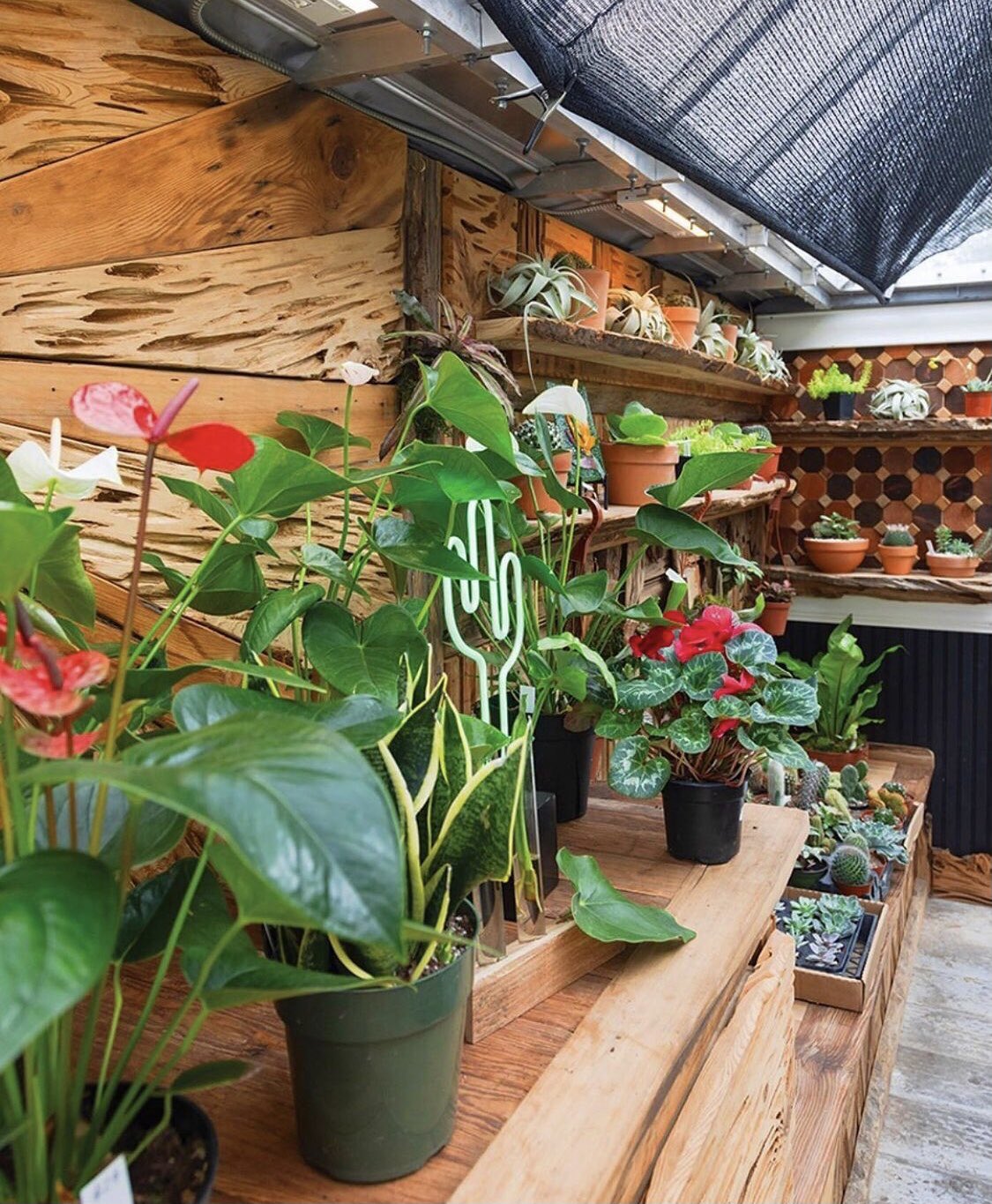 Satsuma Maple (SatsumaMaple) / Twitter