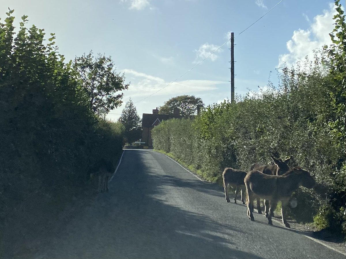 jbecole's tweet photo. Can you see the donkey on the left hand side? Hard to see isn’t it? 

Please drive safely &amp; always with caution through the #NewForest https://t.co/FSbEnjkRaT