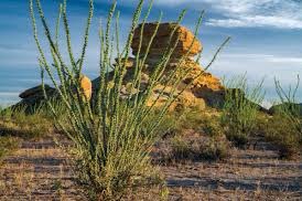 TT0xicl's tweet photo. Vegetation of big bend https://t.co/CILKCQljBD