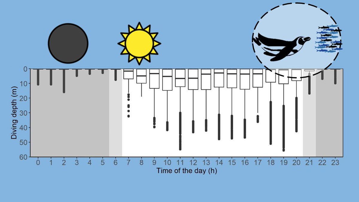 3rd day #BLS7Hawaii 

Midnight snacks! #HumboldtPenguins are diving day and night at Tilgo #Chile but their dives are shallower than at day. Any guesses? 

Bocadillos de media noche #Pingüinos #Humboldt bucean tmb por la noche en Tilgo, pero menos profundo 🌎 Adivinan porque?