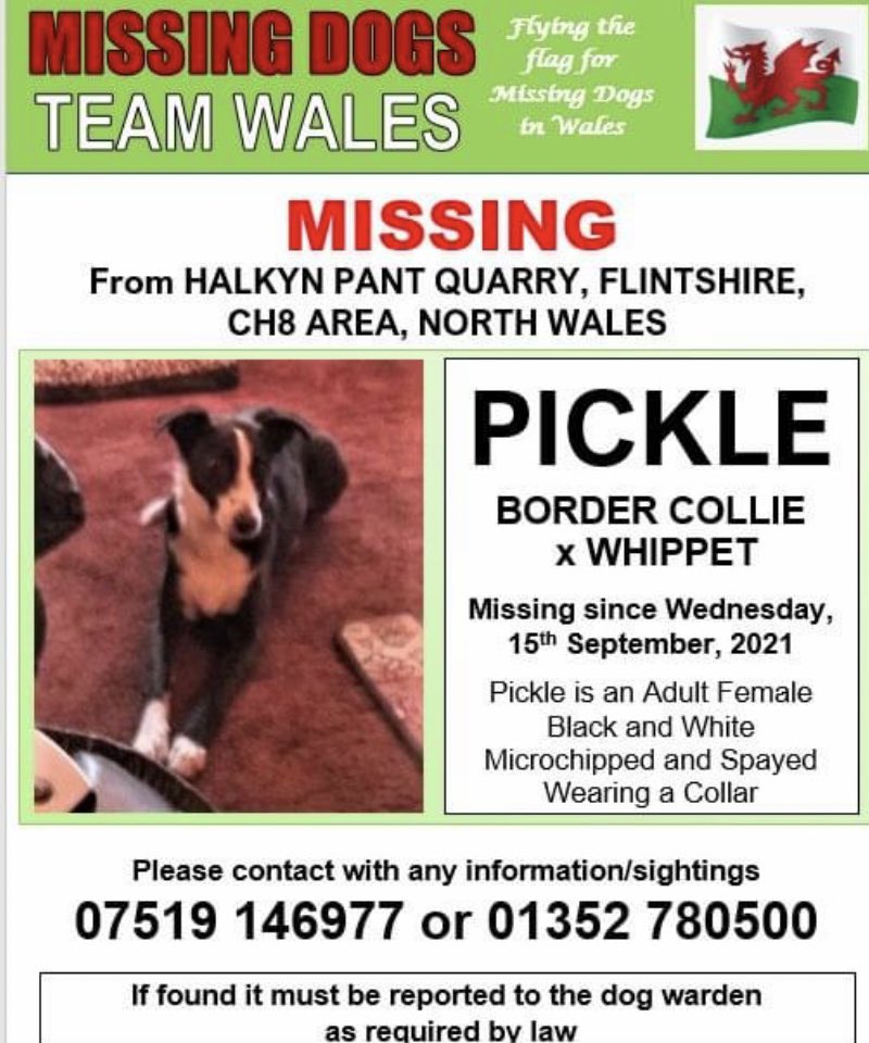 Rosie Doc (@rosiedoc666) on Twitter photo 2021-10-20 14:43:38 PICKLE still missing Halkyn Pant Quarry, #Flintshire WALES #CH8 since 15/9/21 Female/adult CROSSBREED #Bordercollie x #Whippet Blk&wh Wearing collar can be TIMID (DO NOT CHASE) lovely girl CHIPPED&SPAYED PLEASE SHARE AGAIN FOR PICKLE 😪💔 doglost.co.uk/dog-blog.php?d… PICKLE still missing Halkyn Pant Quarry, #Flintshire WALES #CH8 since 15/9/21 Female/adult CROSSBREED #Bordercollie x #Whippet Blk&wh Wearing collar can be TIMID (DO NOT CHASE) lovely girl CHIPPED&SPAYED PLEASE SHARE AGAIN FOR PICKLE 😪💔 doglost.co.uk/dog-blog.php?d…