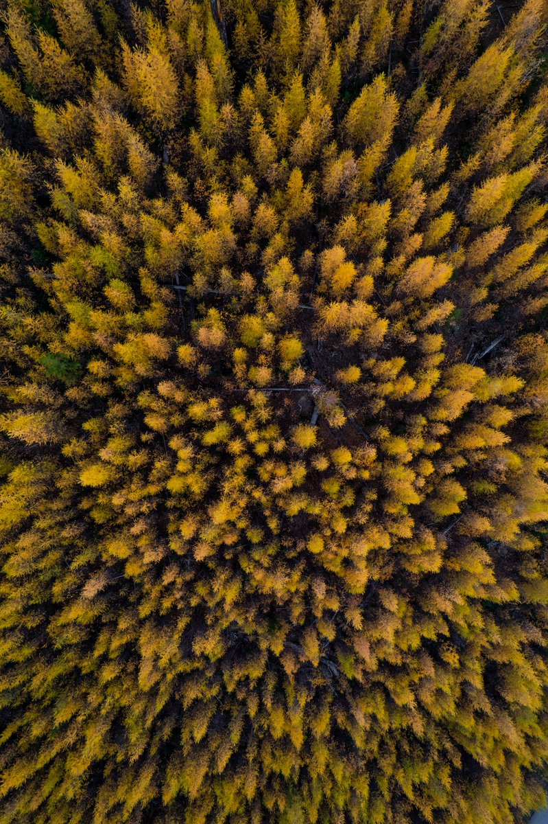 LARCH MADNESS is in full swing around these neck of the woods.