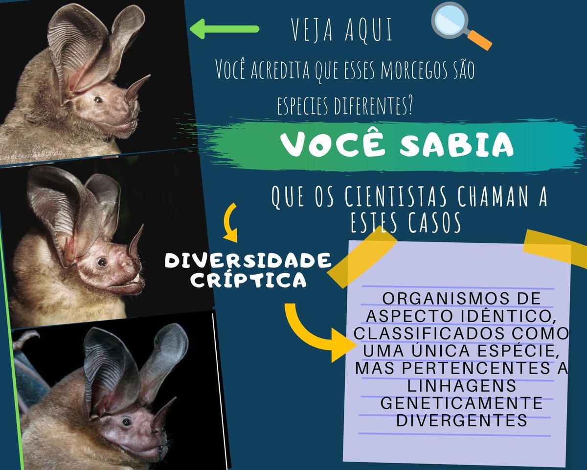 DiegoAEM's tweet photo. [1/5] #CMBT2  #Taxon @BiMaLab1 Espécies crípticas em🦇tem sido amplamente documentadas, representando um desafio para taxonomistas. Cientistas analisam espécies crípticas usando múltiplas linhas de evidencia numa metodologia integrativa. 
@mjrayka
@dmrossoni
@pmvelazco 
@jdstuh2 https://t.co/tyq04oZ6if