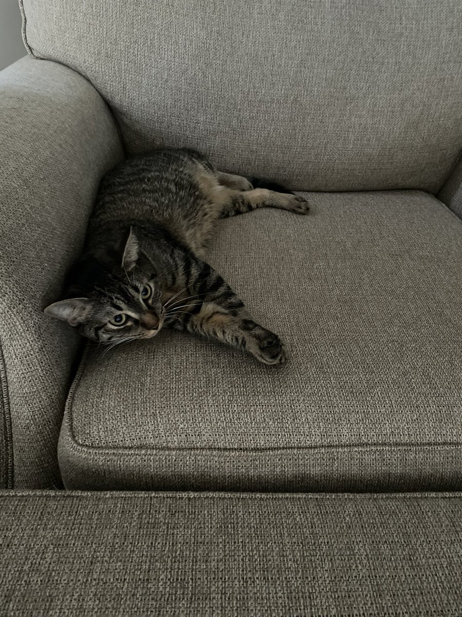 M_Frosty's tweet photo. 🐱 https://t.co/053IrATzNF