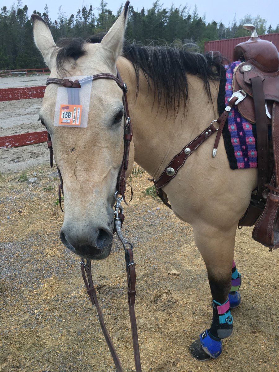 LaversDominique's tweet image. Got a parking permit for my new wheels!  Think MUN will accommodate her!  #petsofMUN #gaspricesthroughtheroof #nltraffic