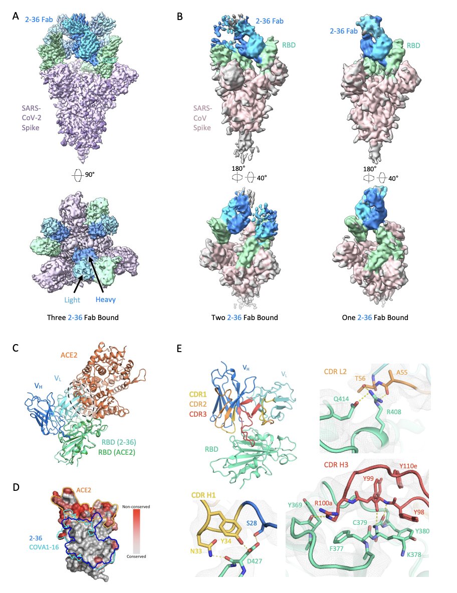 epidatum's tweet photo. A monoclonal antibody that neutralizes #SARSCoV2 variants, SARS-CoV, and other sarbecoviruses

Antibody 2-36 neutralized not only all current VOCs and SARS-COV, but also a panel of bat and pangolin sarbecoviruses that can use human ACE2 as a receptor.
https://t.co/5mk7BPvqrf https://t.co/5Ux6TBT0Ii
