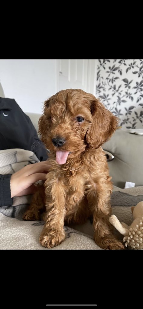EmmaConington's tweet photo. @OfficialPLT #PLTPets https://t.co/ltoRUmoHgd