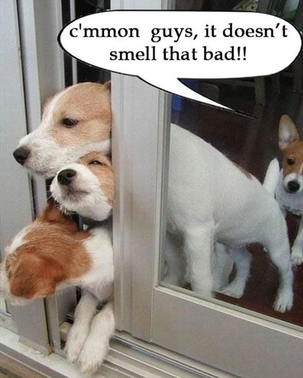 Dog owners can relate to this