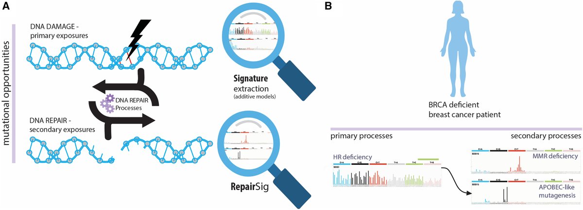 Joanna Loizou (@loizoujoanna) on Twitter photo Mutational signatures are the outcome of DNA damage, repair & replication in cancer. Check out our preview <a href="/CellSystemsCP/">Cell Systems</a> on RepairSig, a computational model that deconstructs mutational processes in cancer genomes <a href="/SaraBernardo__/">Sara Bernardo</a>
sciencedirect.com/science/articl…
sciencedirect.com/science/articl… Mutational signatures are the outcome of DNA damage, repair & replication in cancer. Check out our preview <a href="/CellSystemsCP/">Cell Systems</a> on RepairSig, a computational model that deconstructs mutational processes in cancer genomes <a href="/SaraBernardo__/">Sara Bernardo</a>
sciencedirect.com/science/articl…
sciencedirect.com/science/articl…