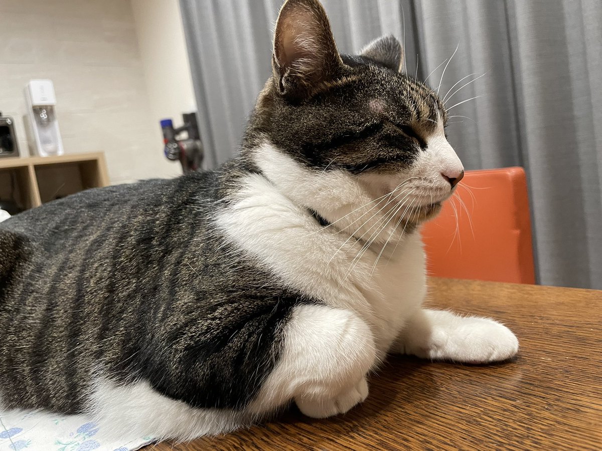 _a422u's tweet photo. 猫のこの手共感する人います？？ https://t.co/nqqsyilntd