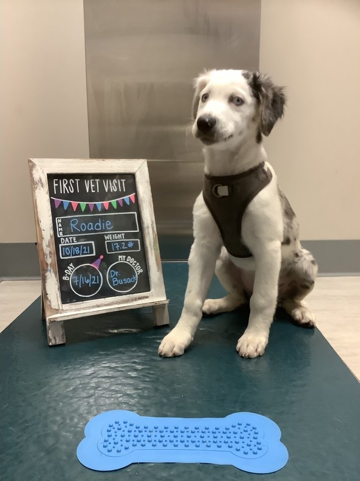BartelsBusack's tweet photo. Happy Wet Nose Wednesday! #FirstVetVisits #Dior #Seven #Lucky #BraveKids https://t.co/CSLyMvxndl