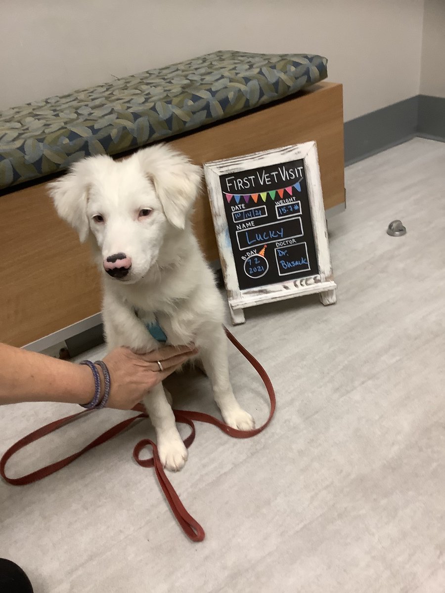 BartelsBusack's tweet photo. Happy Wet Nose Wednesday! #FirstVetVisits #Dior #Seven #Lucky #BraveKids https://t.co/CSLyMvxndl