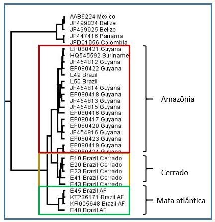 DiegoAEM's tweet photo. [5/5] #CMBT2 No Brasil, detectamos ainda evidente diferenciação genética entre populações dos biomas onde L. brasiliense ocorre, mostrando que as condições ambientais e processos históricos da Sudamérica pode ter promovido restrições ao fluxo gênico entre suas populações. https://t.co/lbeO3o3CAl