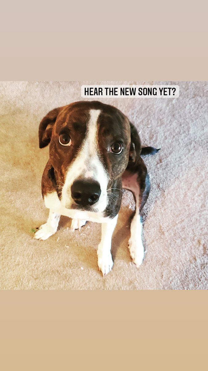 Talkinwaves's tweet photo. Atlas wants to know if you've heard 'On the other side'? Click the link in the bio to check it out!! Thanks all :). 
.
.
.
.
#musicdogs #newrelease #puppies #indiepups #indierock #indiemusic #indieartist #diymusic https://t.co/c0gsTwhrsG