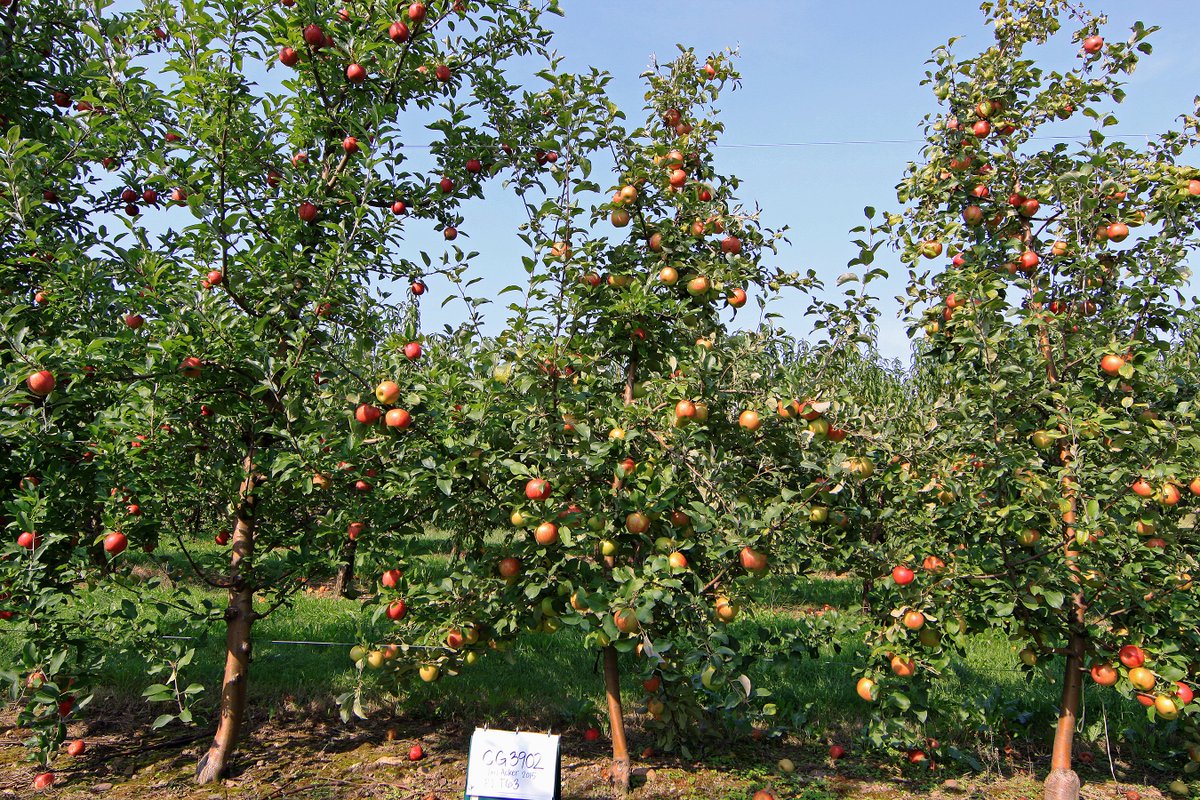 USDA_ARS's tweet photo. Apple orchards today can produce about 10x more than they did 100 yrs ago, thanks to @USDA_ARS researchers &amp; their partners @Cornell. The fruits of their labor are easy to see and taste, but their most impressive work is underground. ➡️https://t.co/ENkEvgCkmT #NationalAppleMonth https://t.co/OVigQipW8F