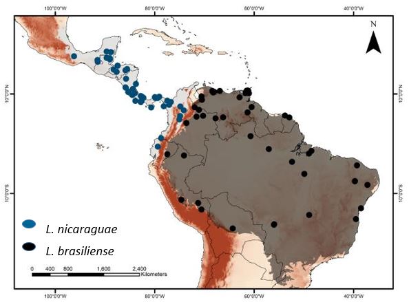 DiegoAEM's tweet photo. [4/5] #CMBT2  #Taxon @BiMaLab1
A distribuição das duas espécies é bem delimitada pelos Andes! Será que o surguimento desta cordilheira conduziu à separação e posterior diversificação destas duas espécies? https://t.co/Z6PDeNw7rY