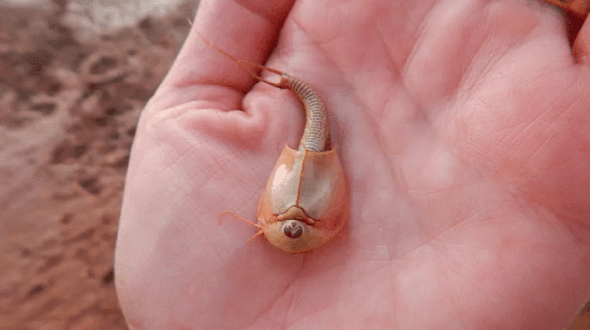 WonkyTimes's tweet photo. Watch your step, Arizonans! Three-Eyed ‘Dinosaur Shrimp’ Emerge After Arizona Monsoon. ARTICLE: https://t.co/jaO0f22B2U
#triops #arizonamonsoon #wonky https://t.co/UoGvXPUq2Z