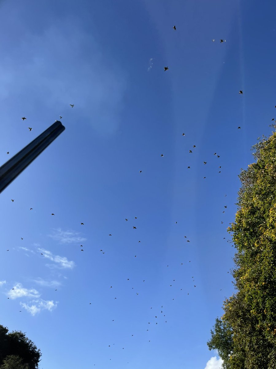 mathew_rivers's tweet photo. Widdington Shoot https://t.co/5KEDIfJRXU