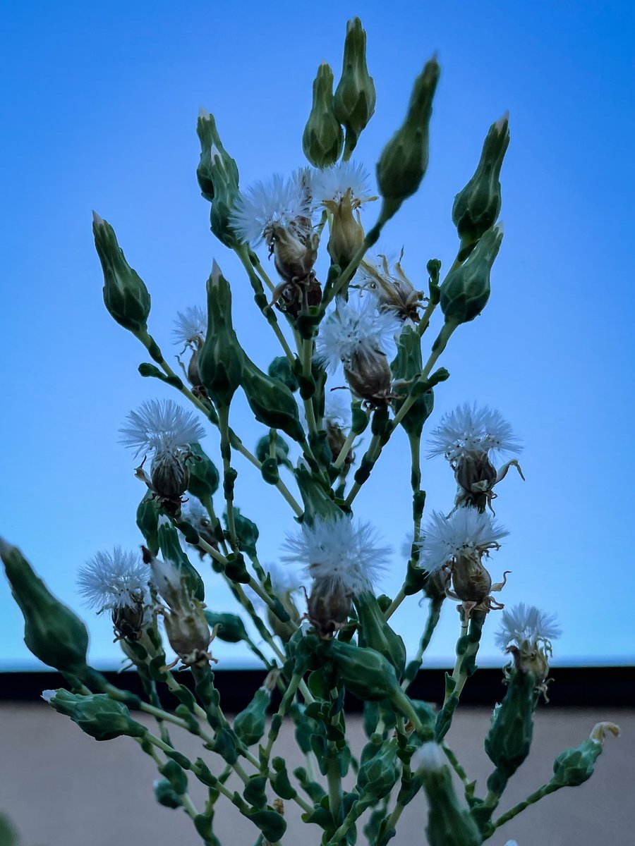 Namiko サンチュの花 季節も拘らず放っておいてもどんどん育つし 毎日少しづつ収穫出来るし 初心者にもおすすめ サンチュ サンチュ栽培 プランター菜園 ガーデニング初心者 Namiko サンチュの花 季節も拘らず放っておいてもどんどん育つし 毎日少しづつ収穫出来るし 初心者にもおすすめ サンチュ サンチュ栽培 プランター菜園 ガーデニング初心者